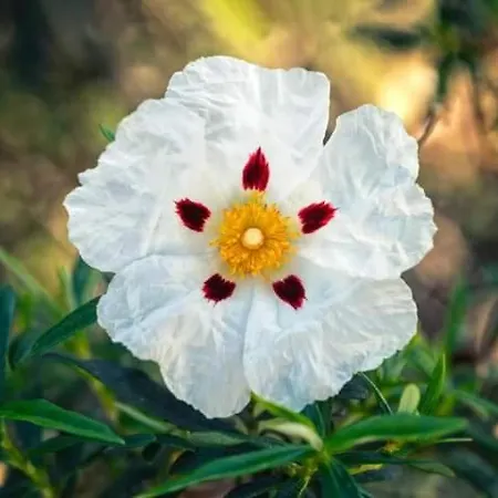 Pueblo Encanto, Rural *