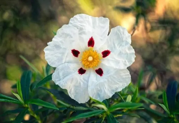 Pueblo Encanto, Rural *