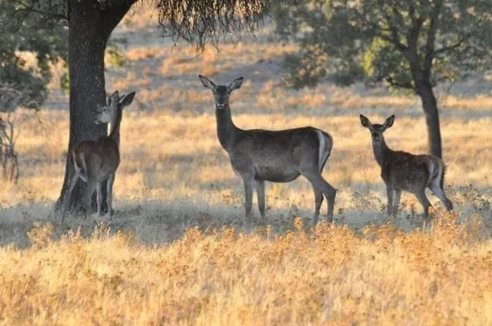 Pueblo Encanto, Rural * Herrera del Duque
