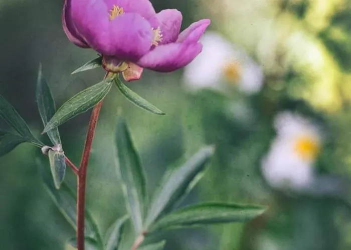 Pueblo Encanto, Rural Apartamento *